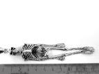   Skeleton TPDS0647